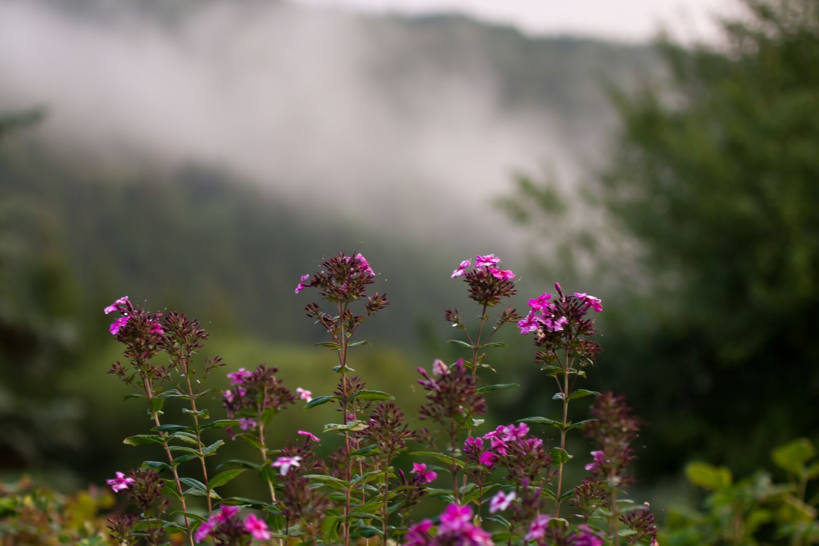 Canon EOS 50D sample photo. Fog, flower, nature photography