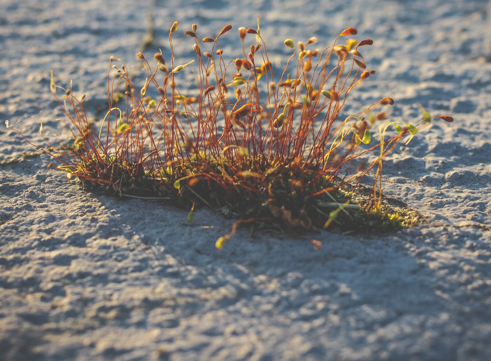 Canon EOS 600D (Rebel EOS T3i / EOS Kiss X5) + Canon EF 50mm F1.8 STM sample photo. Macro, nature, flower photography