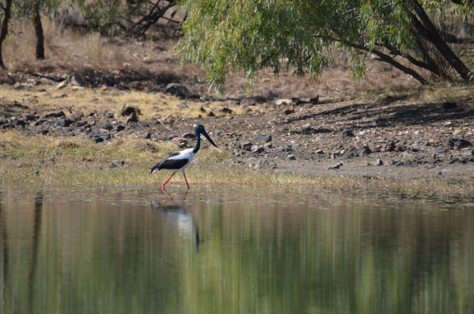 Nikon D5100 sample photo. Jabaroo, bird, feathers photography
