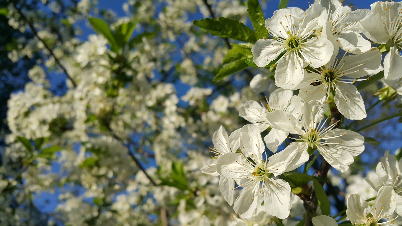 Samsung Galaxy Note4 sample photo. Blossom, flower, tree photography