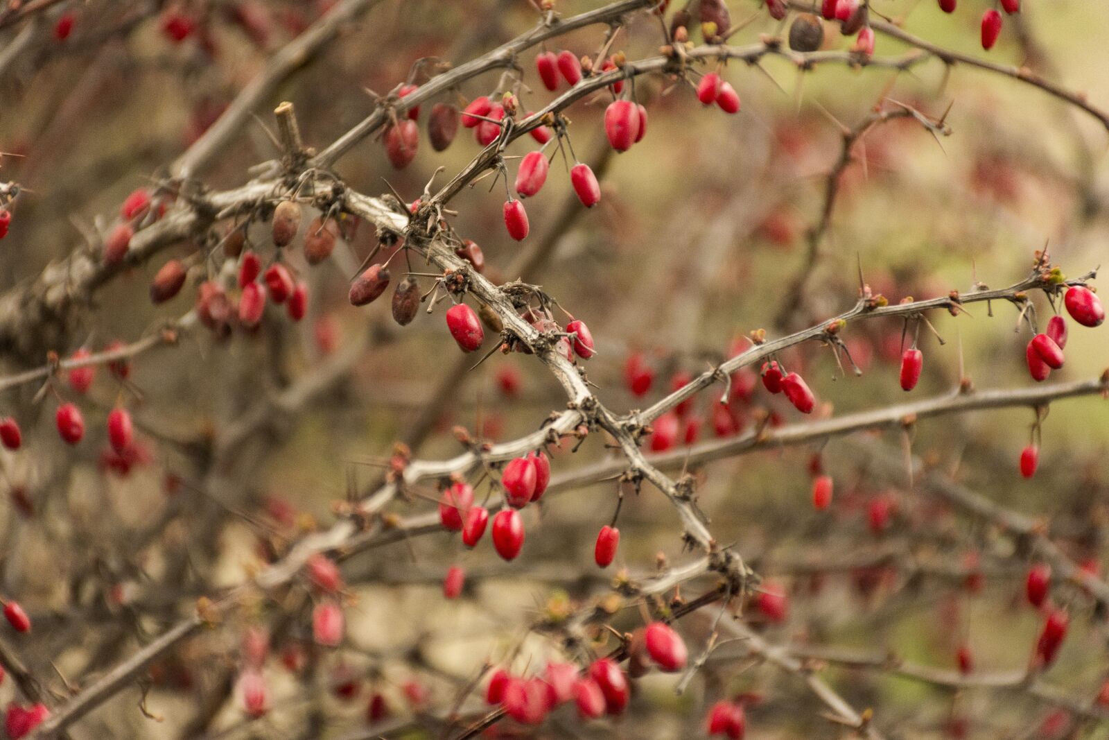 Nikon D7200 sample photo. Fruits, autumn, nature photography