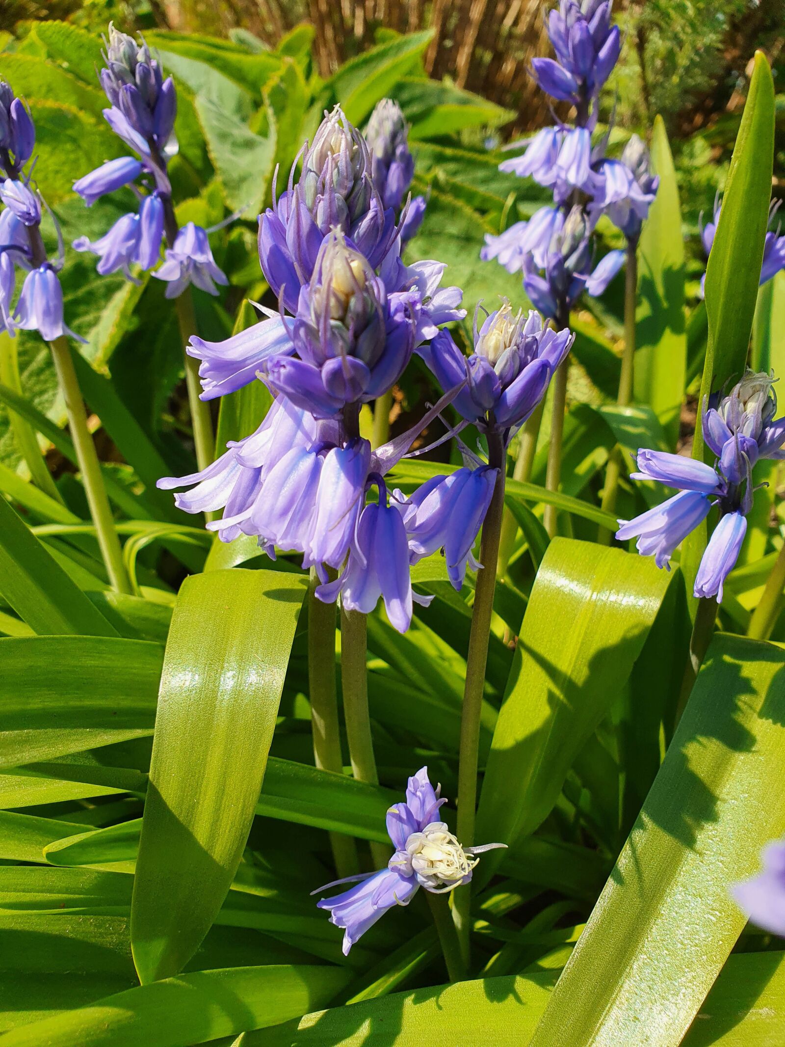Samsung Galaxy S10 sample photo. Spanish bluebells, blue, flower photography