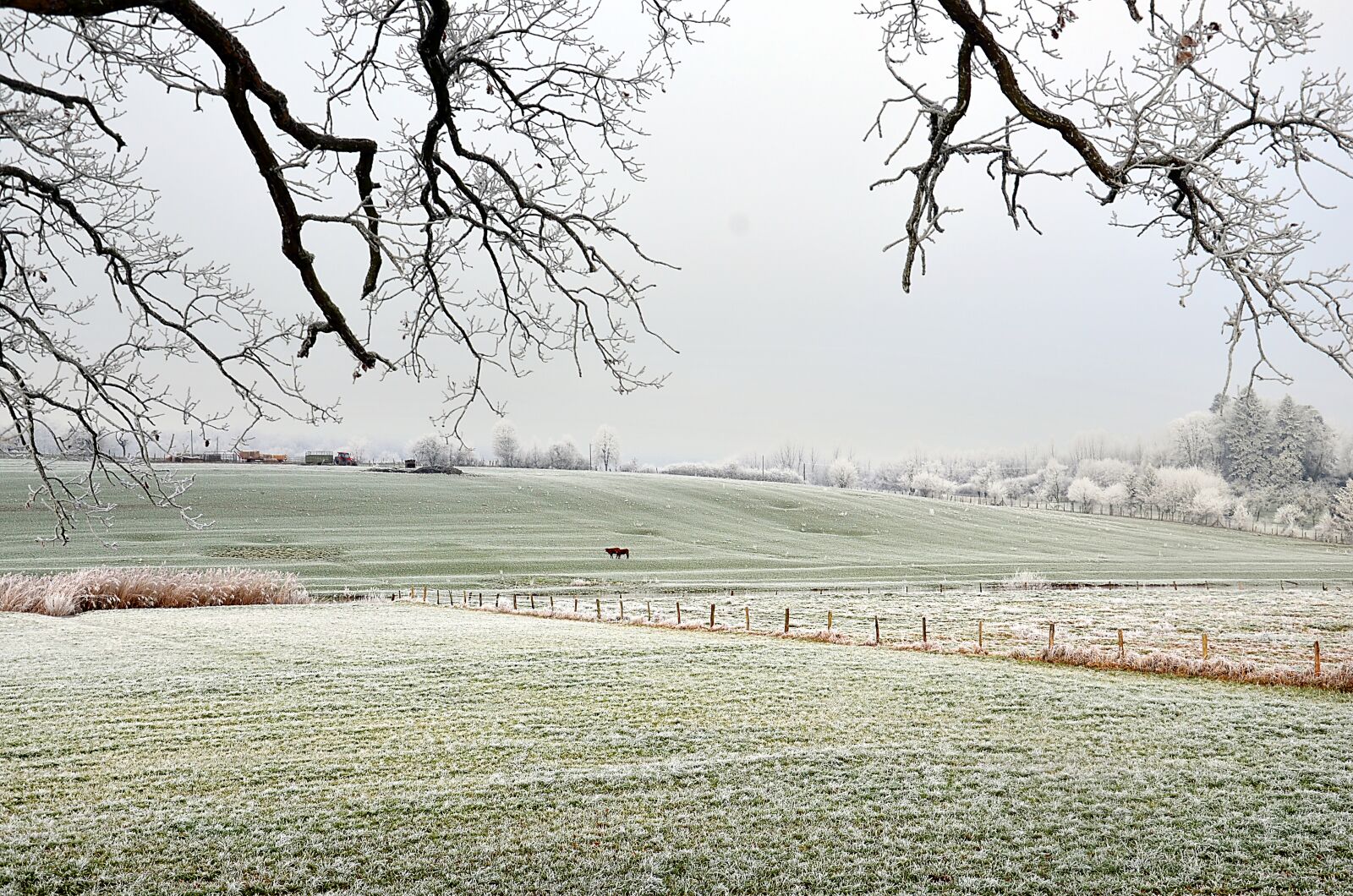 Nikon D5100 sample photo. Frost, countryside, cows photography