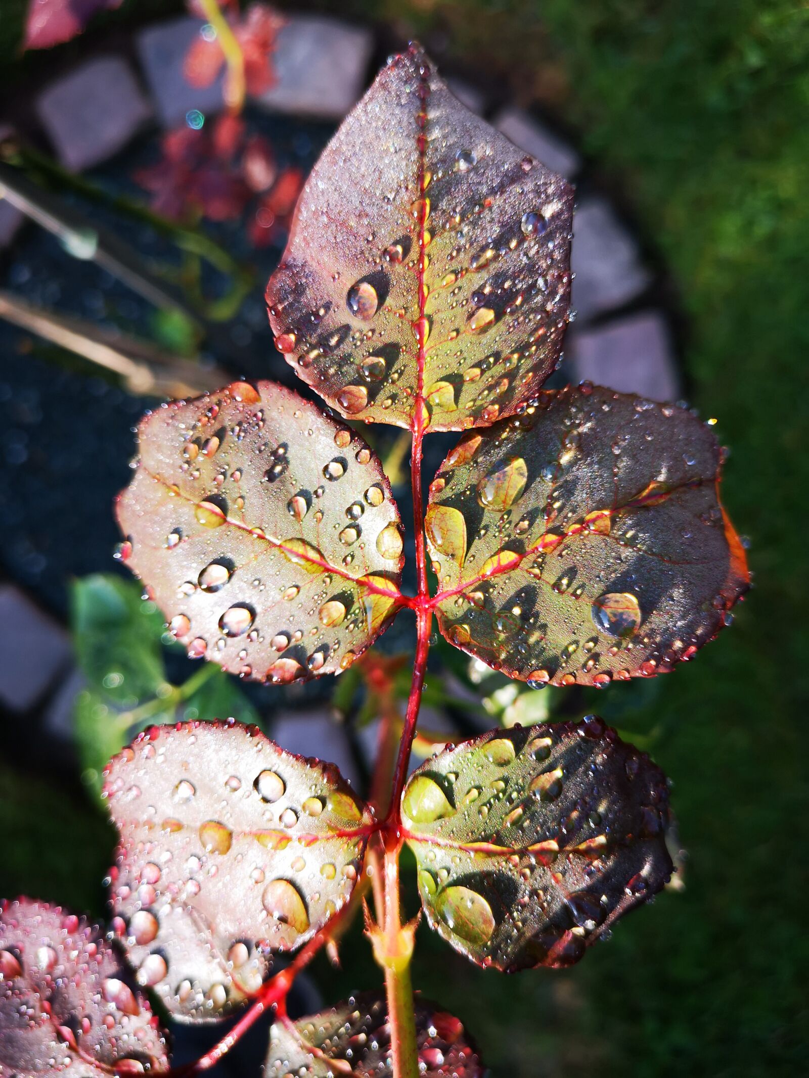 HUAWEI CLT-L09 sample photo. Rosenblatt, drop of water photography