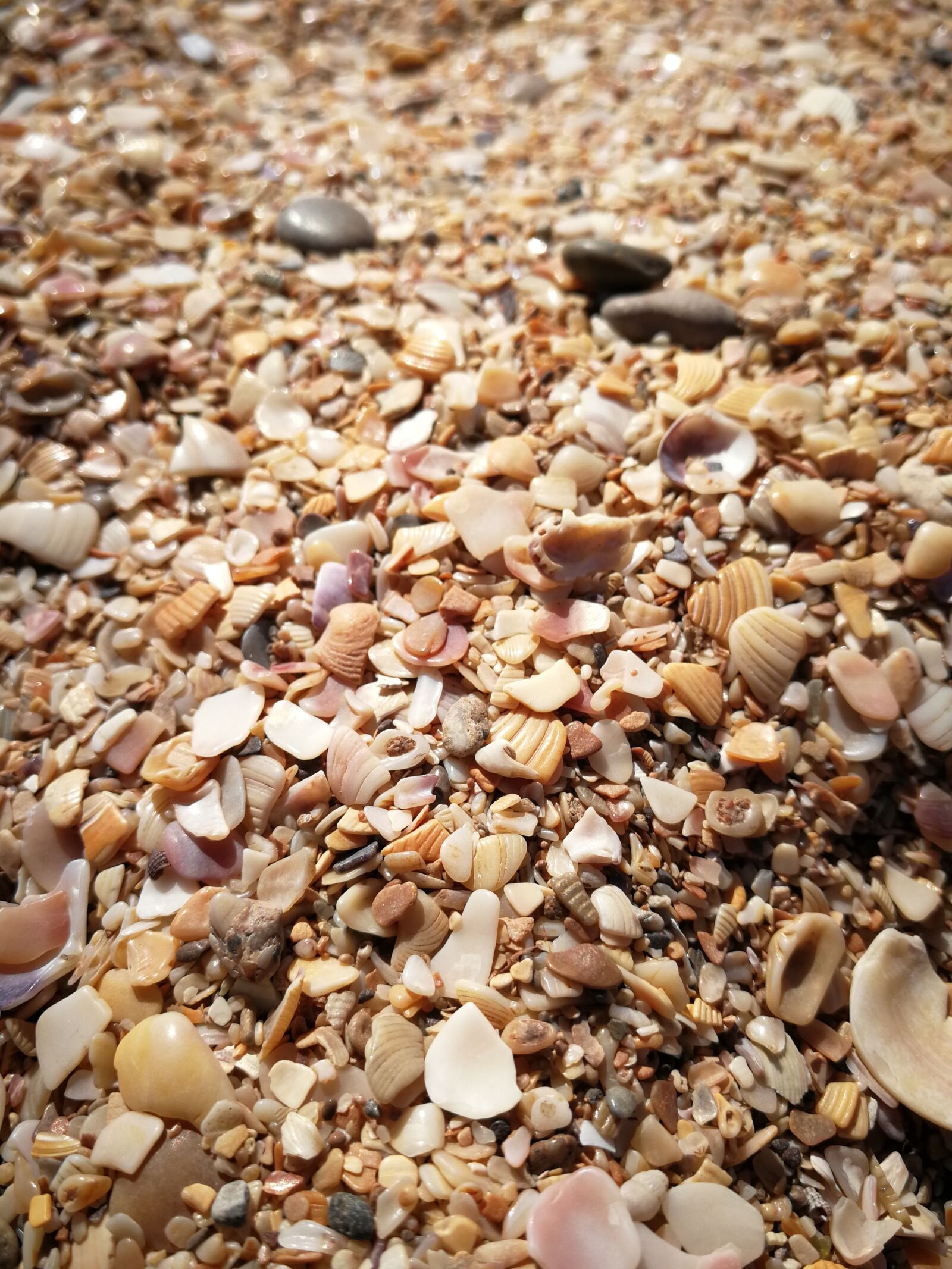 HUAWEI P10 sample photo. Beach, seashells, sand photography