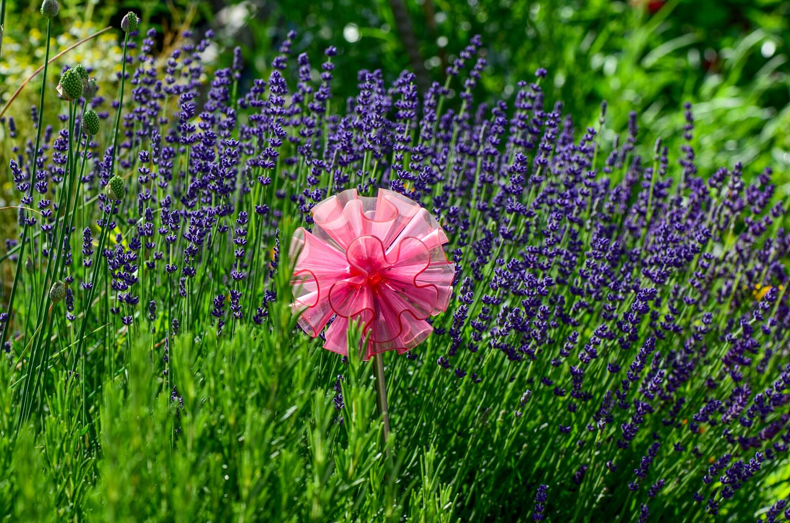 Nikon D7000 sample photo. Lavender, garden, violet photography