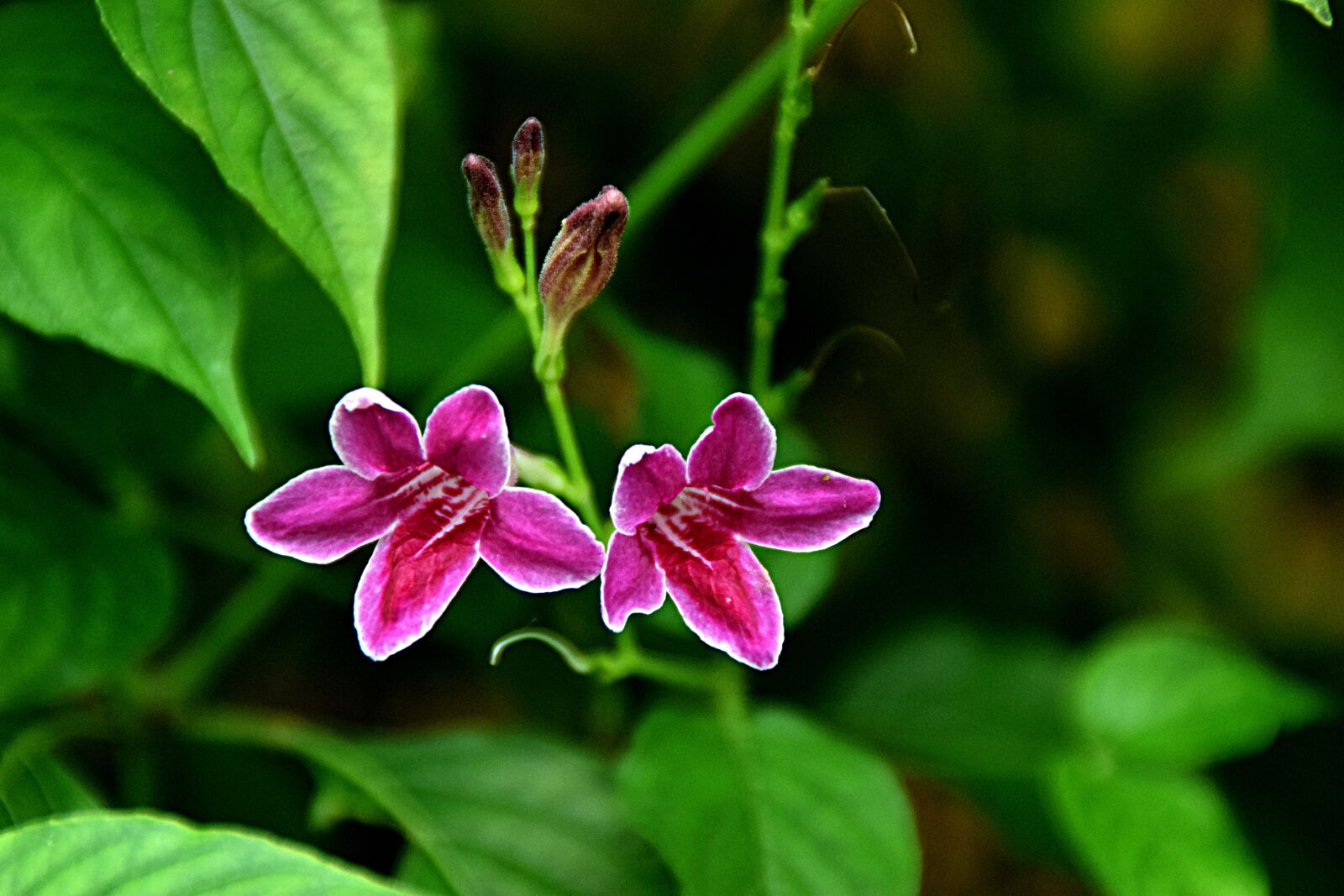 Nikon D5300 sample photo. Flower, blossom, bloom photography