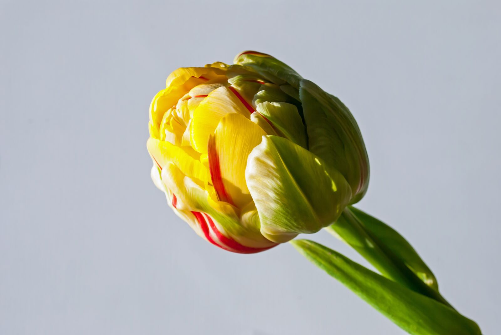 Nikon D3000 sample photo. Tulip, spring flower, yellow photography