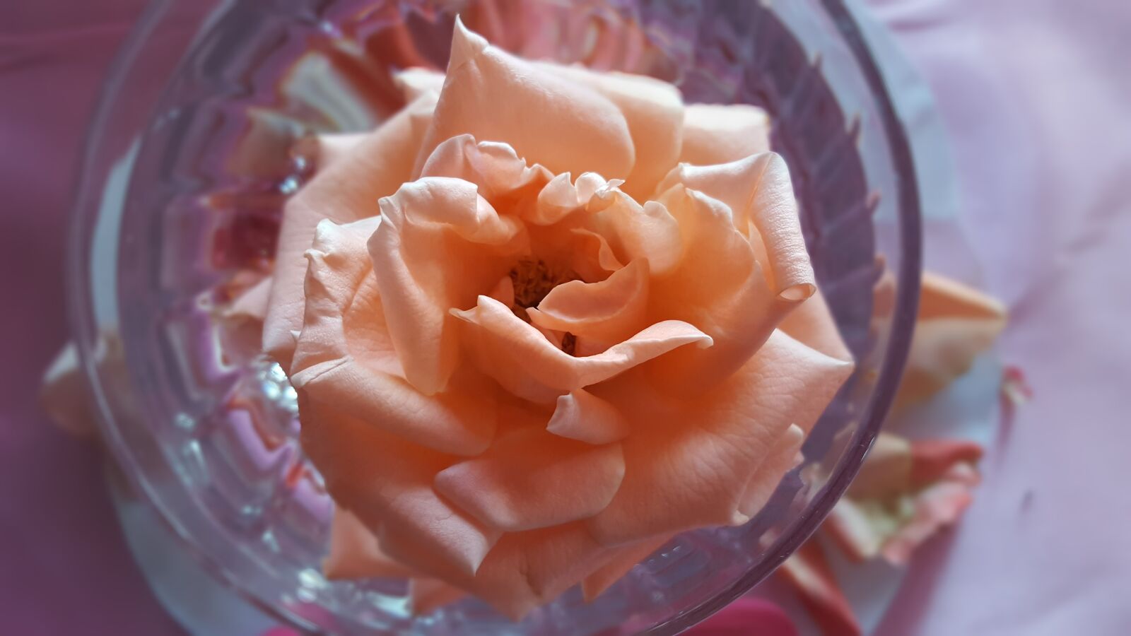 Samsung Galaxy S6 sample photo. Petals, rose, pale photography