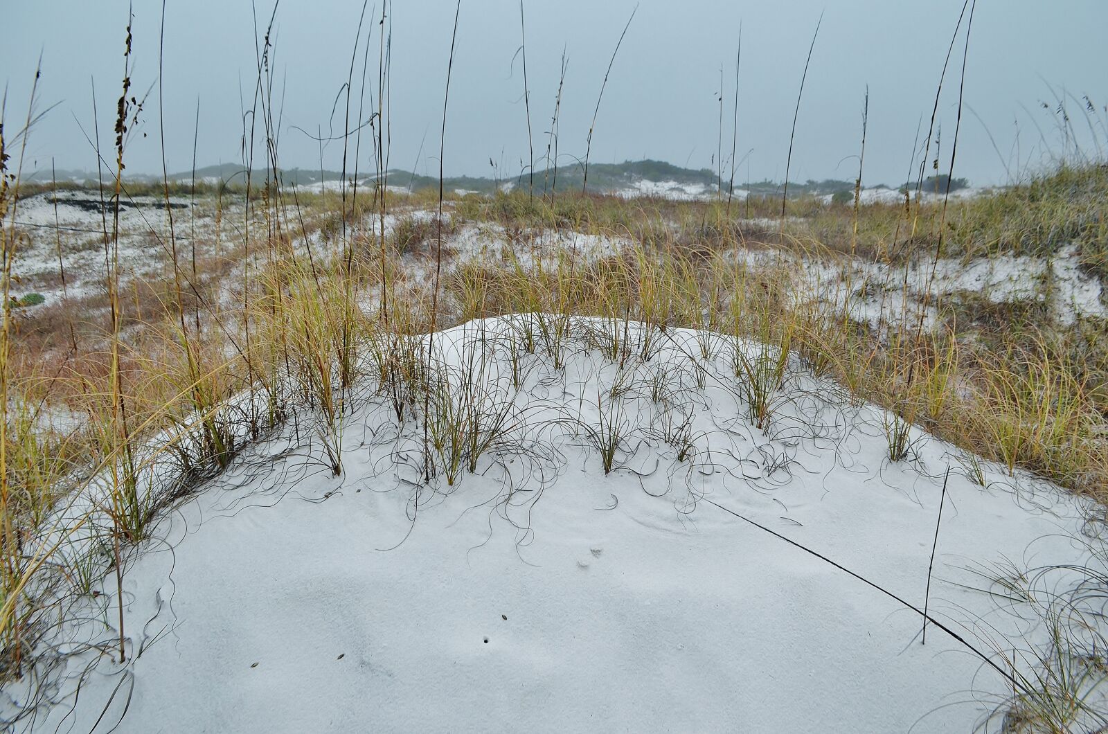 Nikon D5100 sample photo. Florida, usa, gulf coast photography