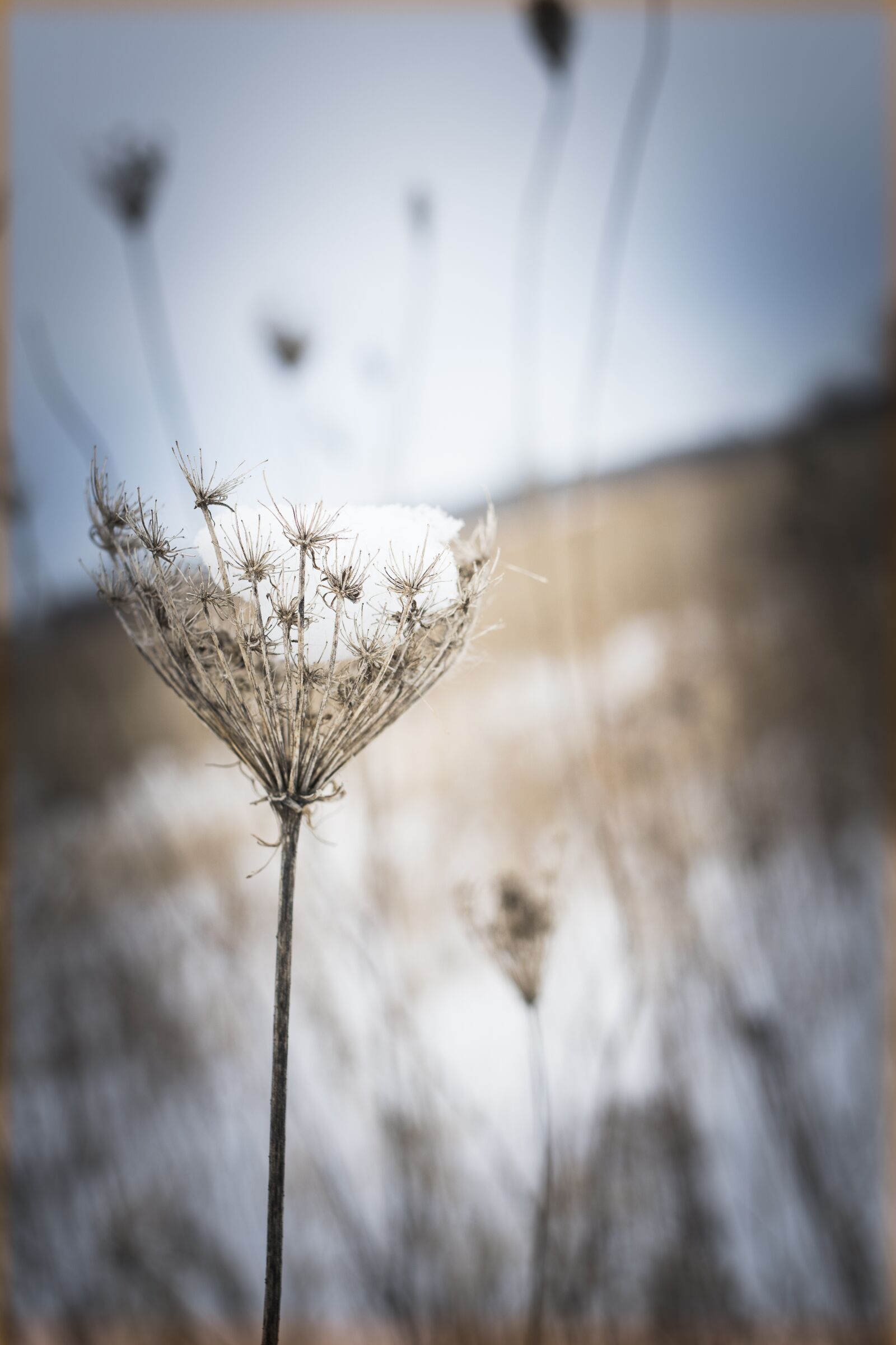 Nikon D7500 sample photo. Nature, outdoors, winter photography