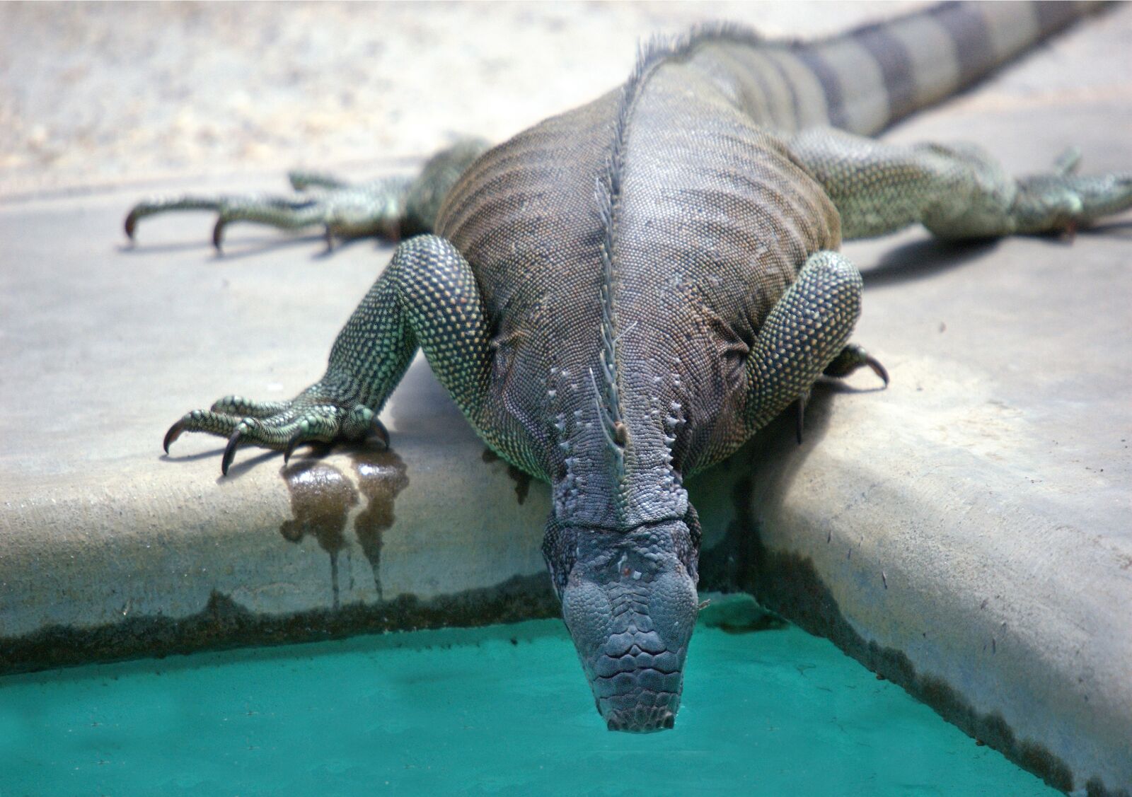 Nikon D70s sample photo. Iguana, reptile, swimming pool photography