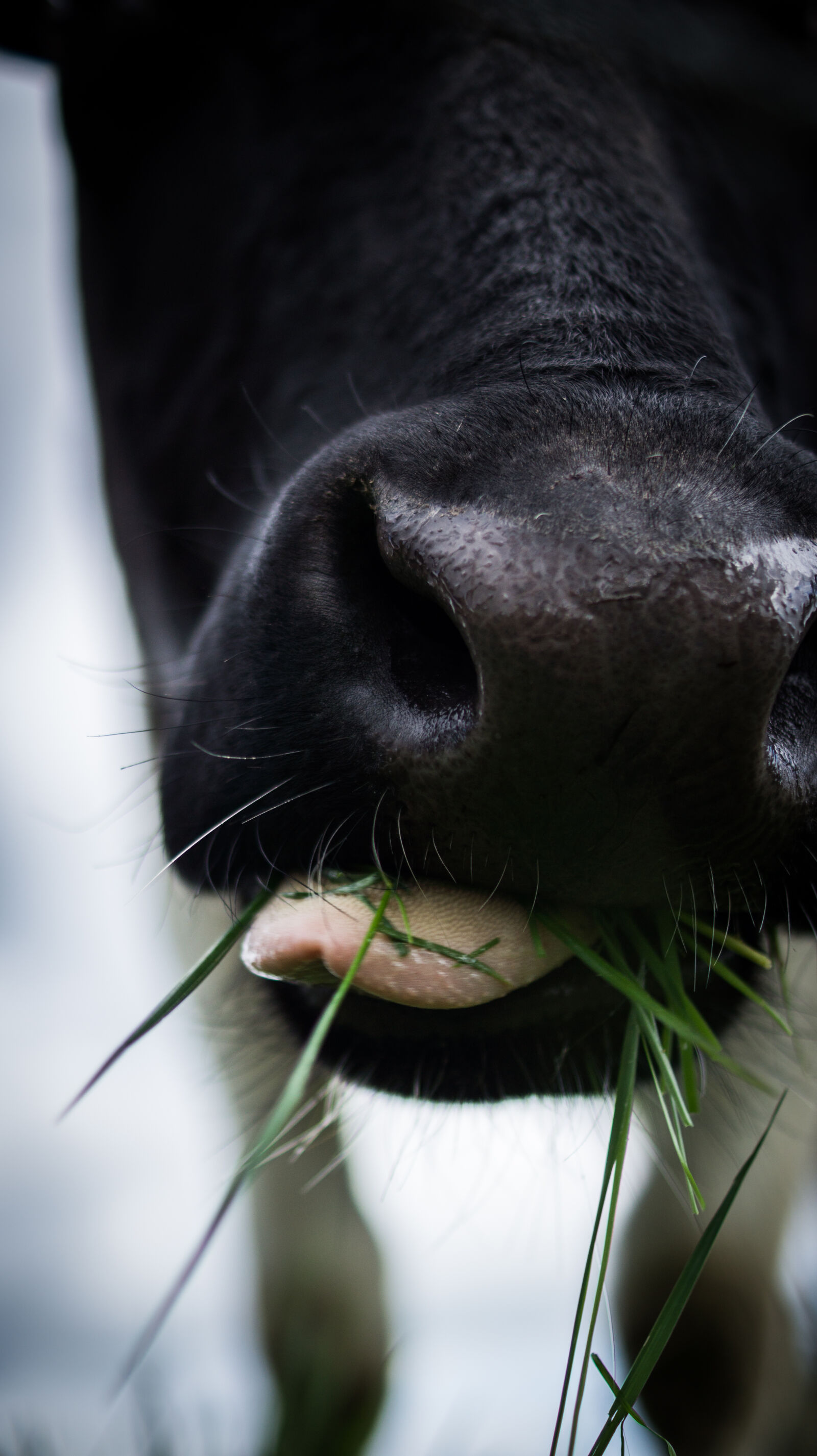 Sony DT 35mm F1.8 SAM sample photo. Eating, animal, agriculture, farm photography