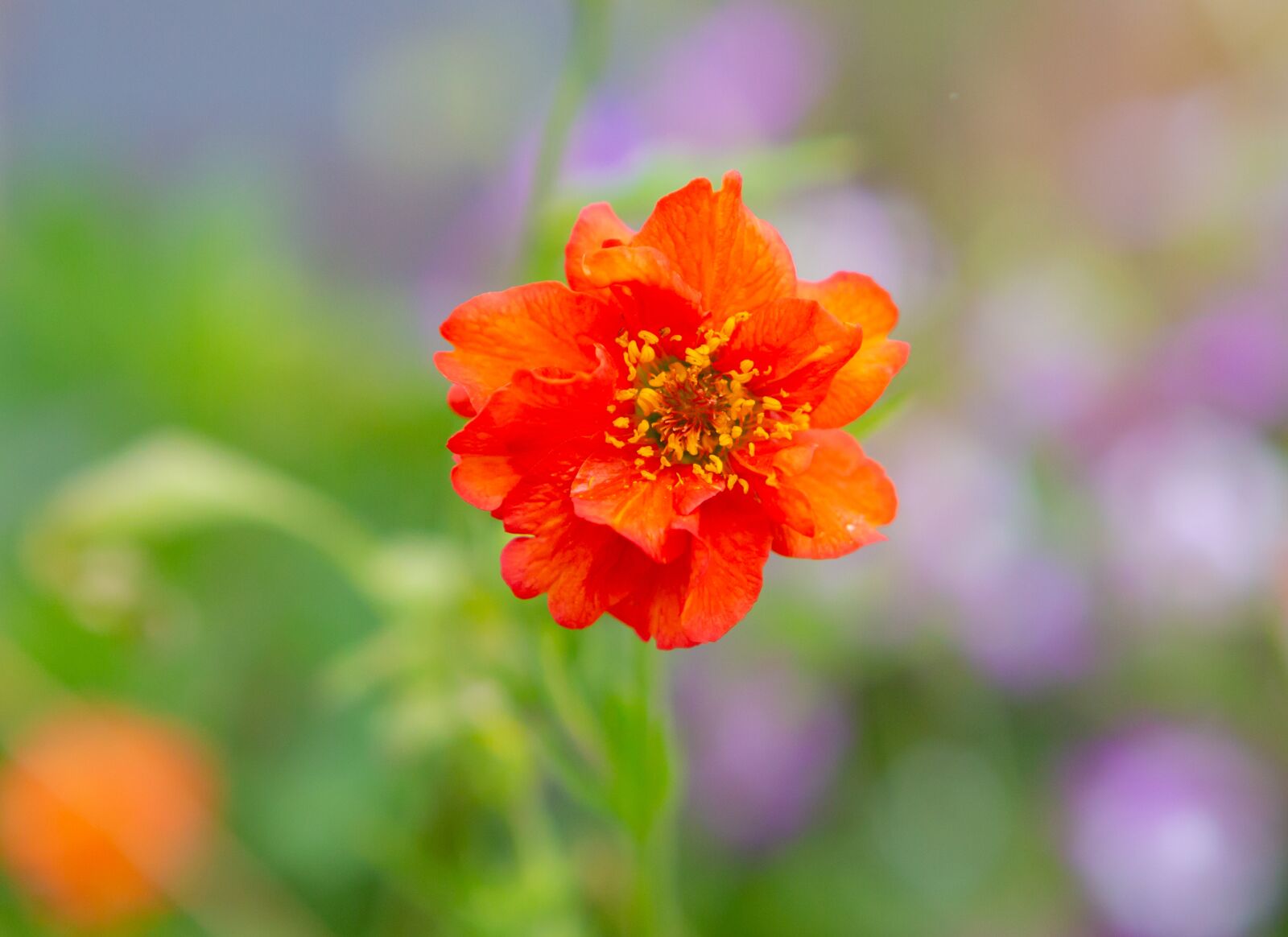 Canon EOS 5D Mark III sample photo. Flower, plant, garden photography