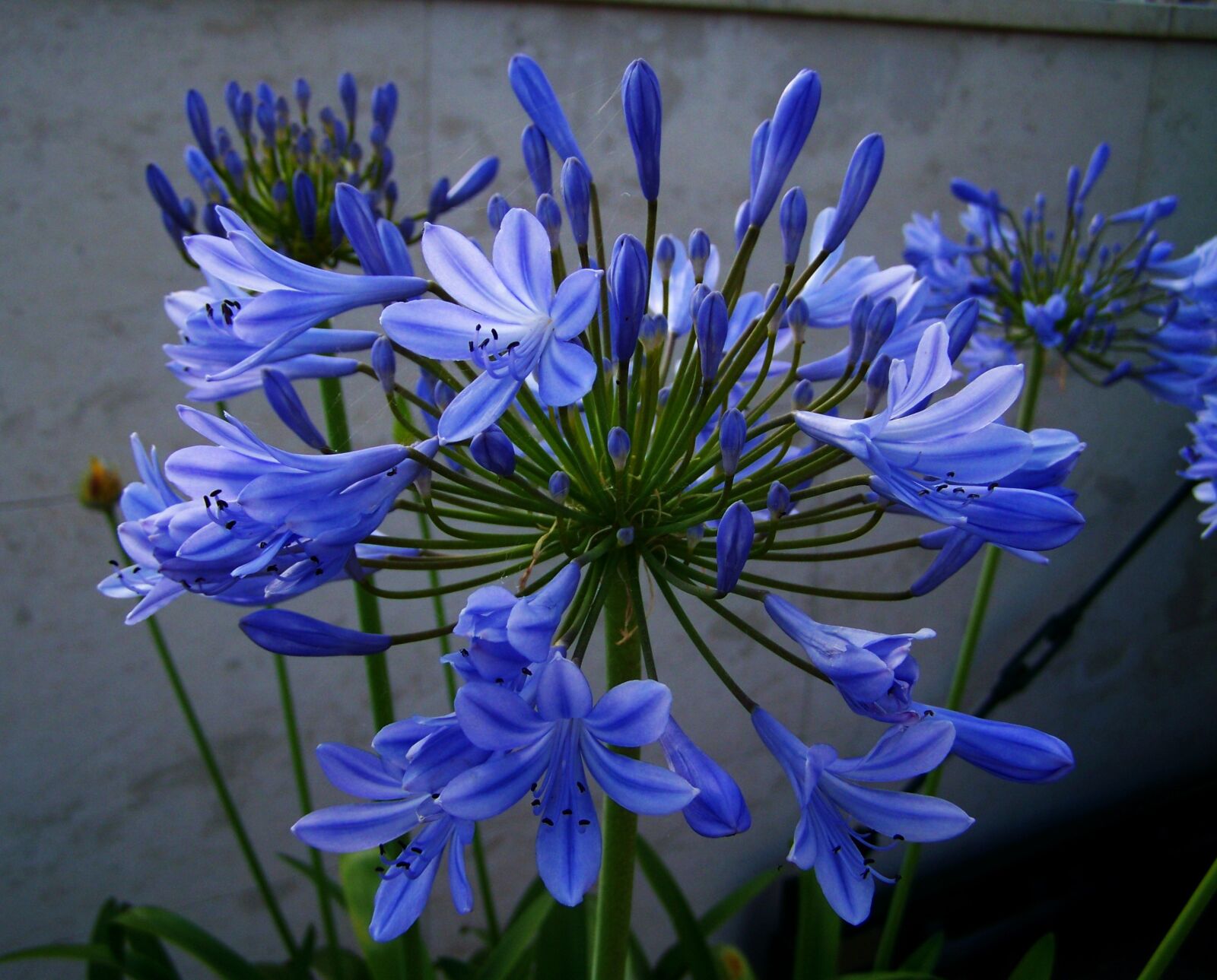 Kodak EASYSHARE ZD710 ZOOM DIGITAL CAMERA sample photo. Cl via, blue flower photography
