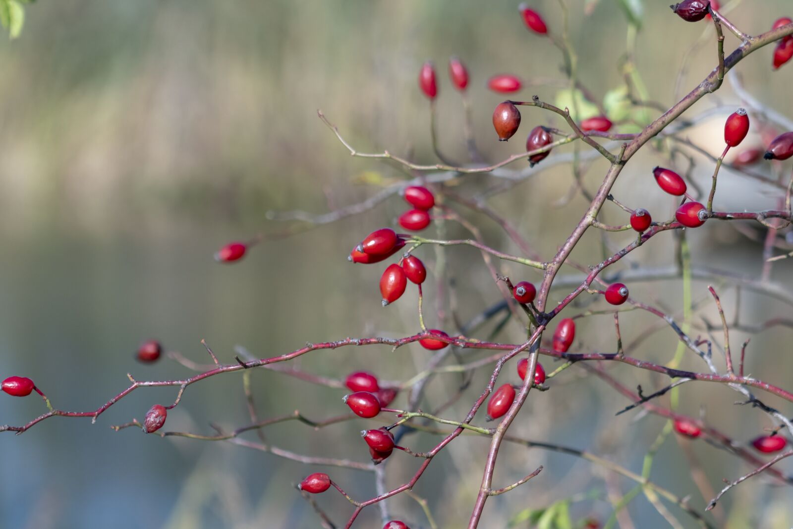 Canon EF75-300mm f/4-5.6 sample photo. Wildflower, rosehips, brian photography