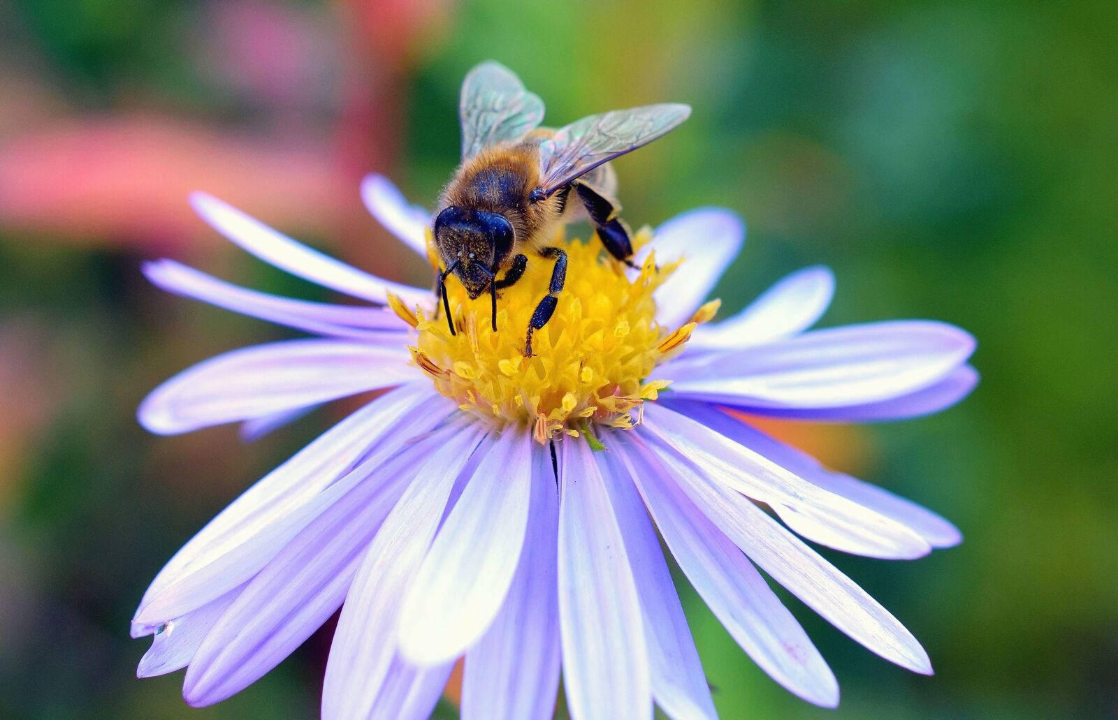 Nikon D5100 sample photo. Bee, honey, pollen, flower photography