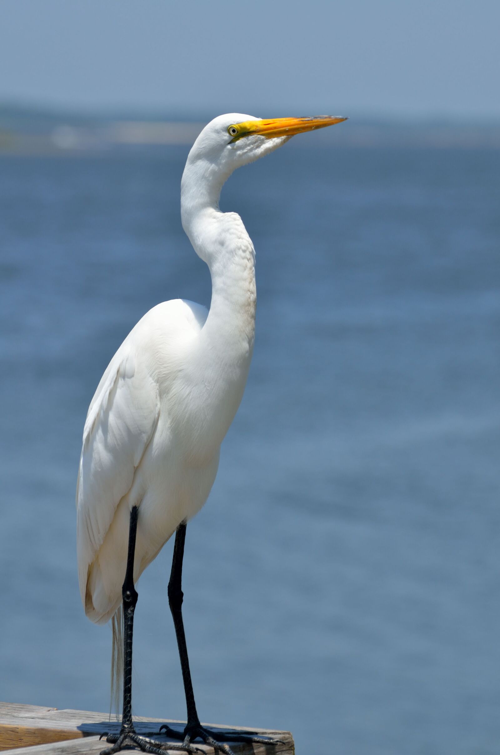 Nikon D7000 sample photo. Great white egret, bird photography