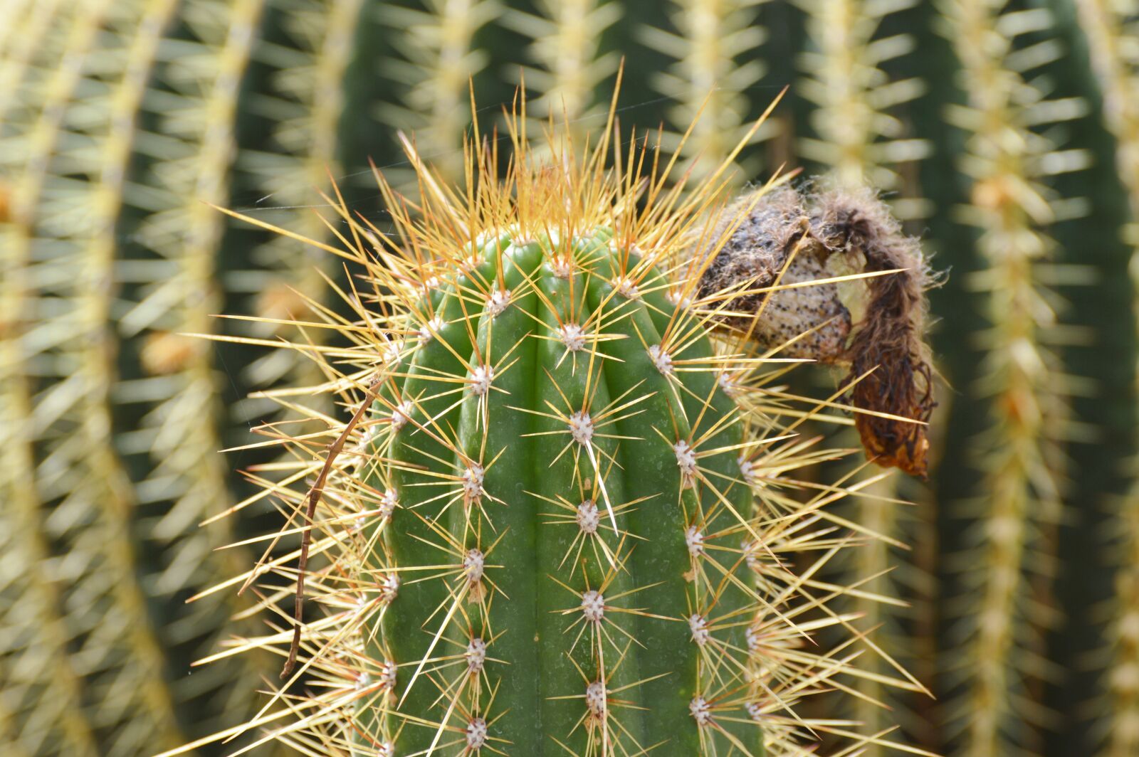Nikon D3200 sample photo. Cactus, spur, green photography