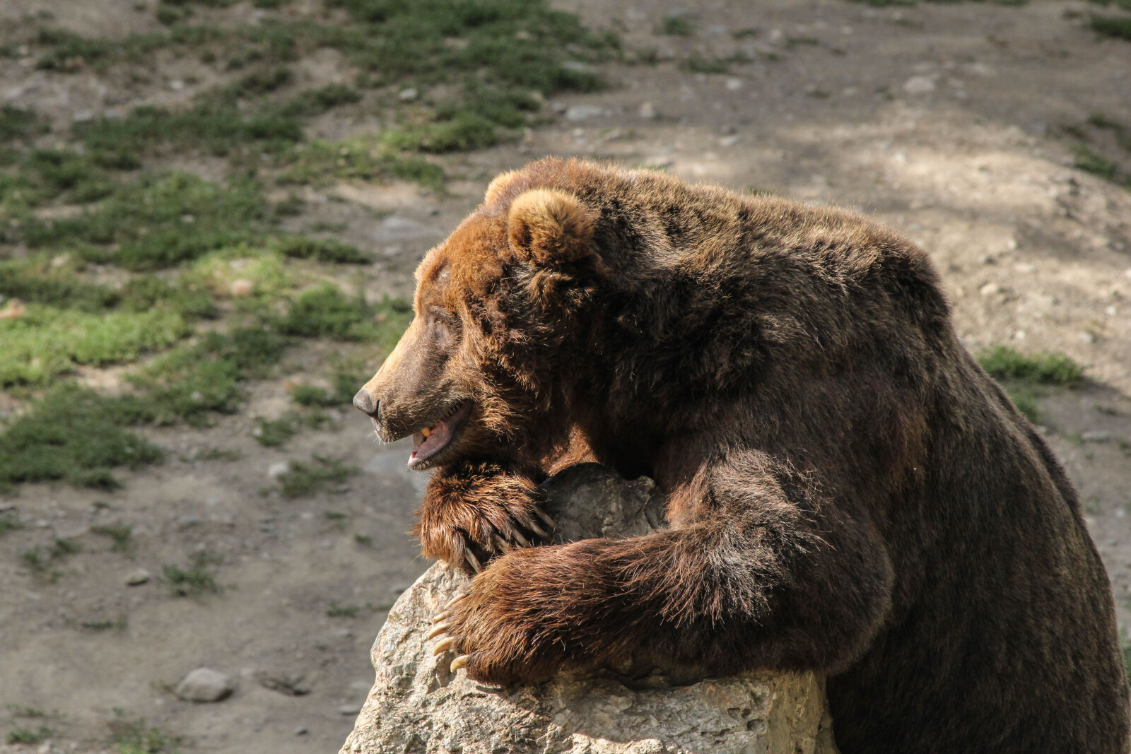 Canon EOS 60D sample photo. Alaska, bear, claw, grizzly photography