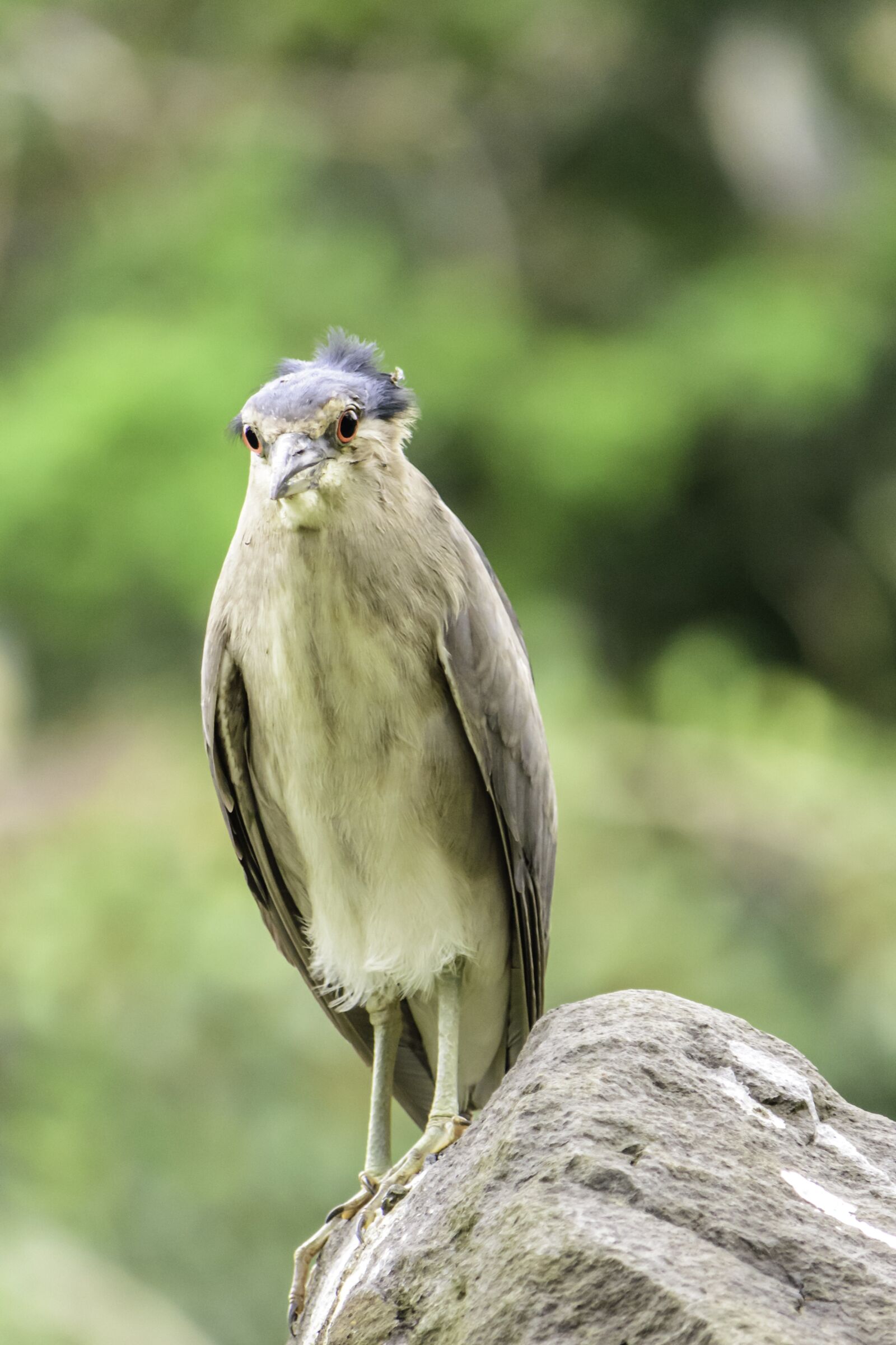 Nikon D5500 sample photo. Bird, wildlife, night heron photography