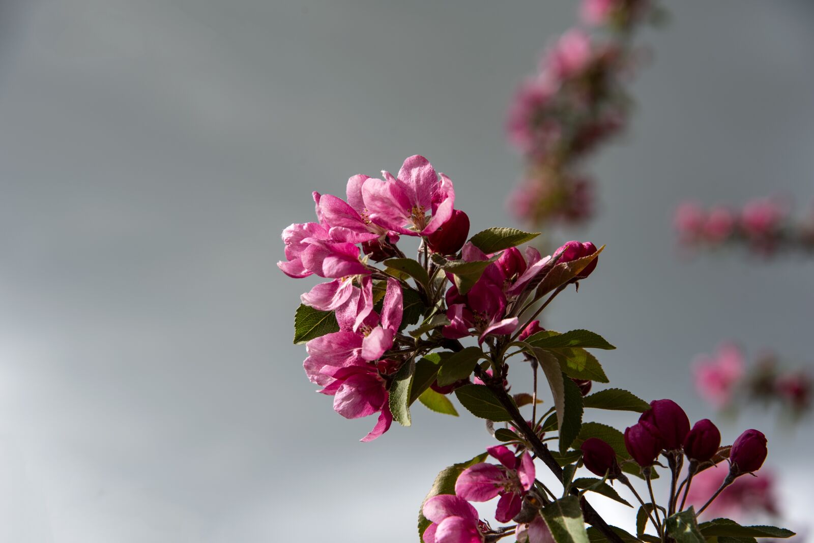 Nikon D750 sample photo. Flowering, tree, pink photography