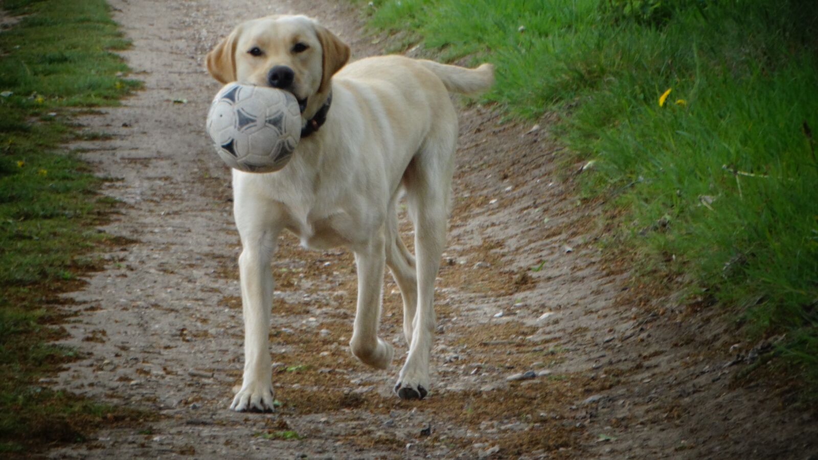 Sony Cyber-shot DSC-HX300 sample photo. Dog, labrador, animal photography