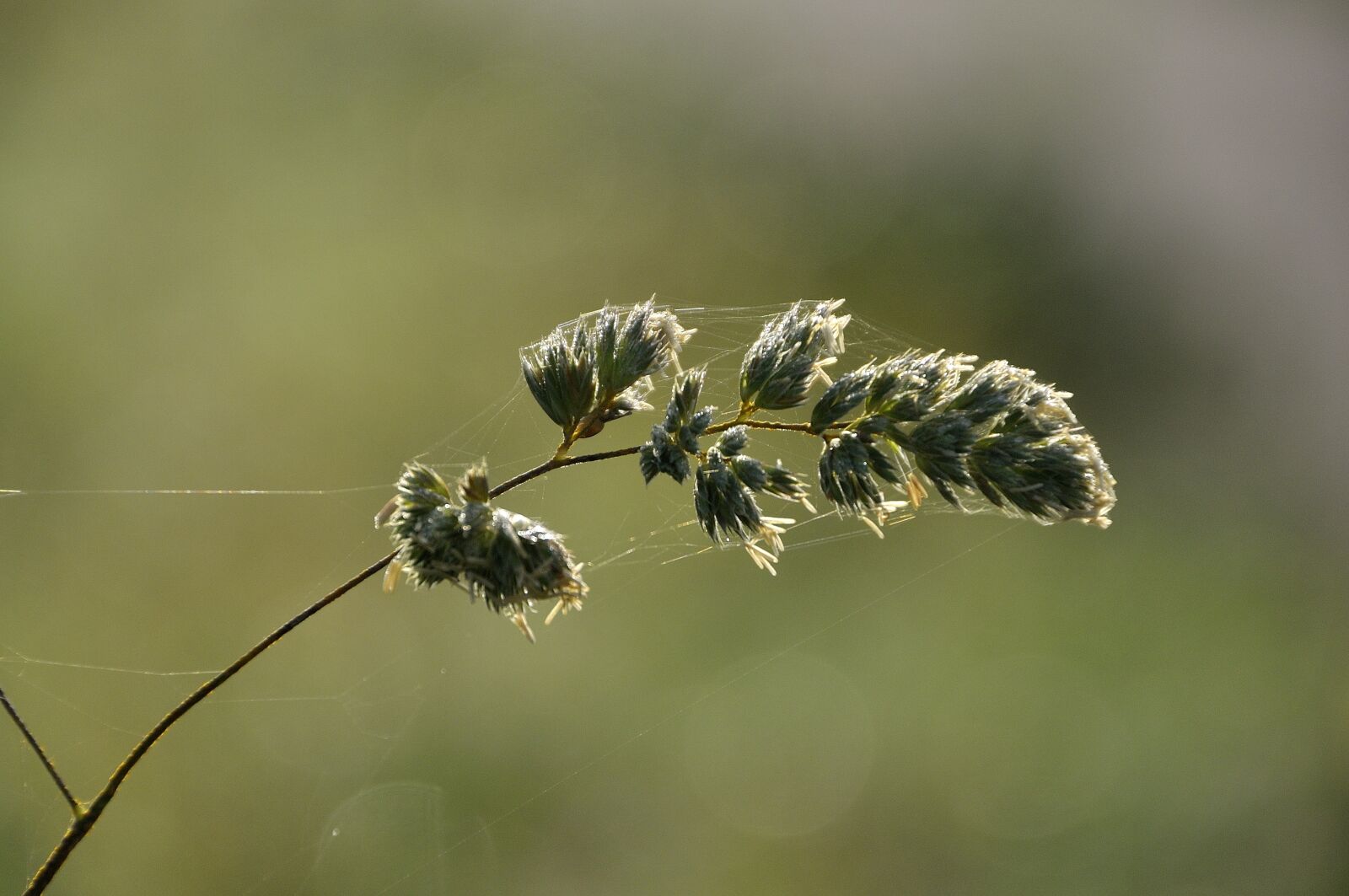 Nikon D90 sample photo. Meadow, spin would, drop photography