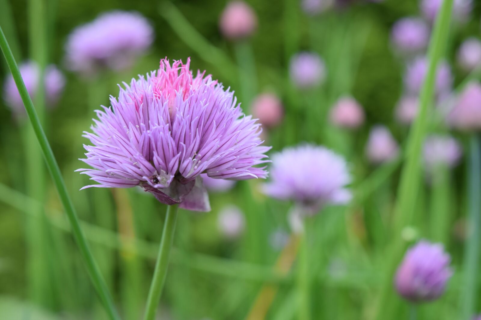 Nikon D5300 sample photo. Plant, nature, flower photography