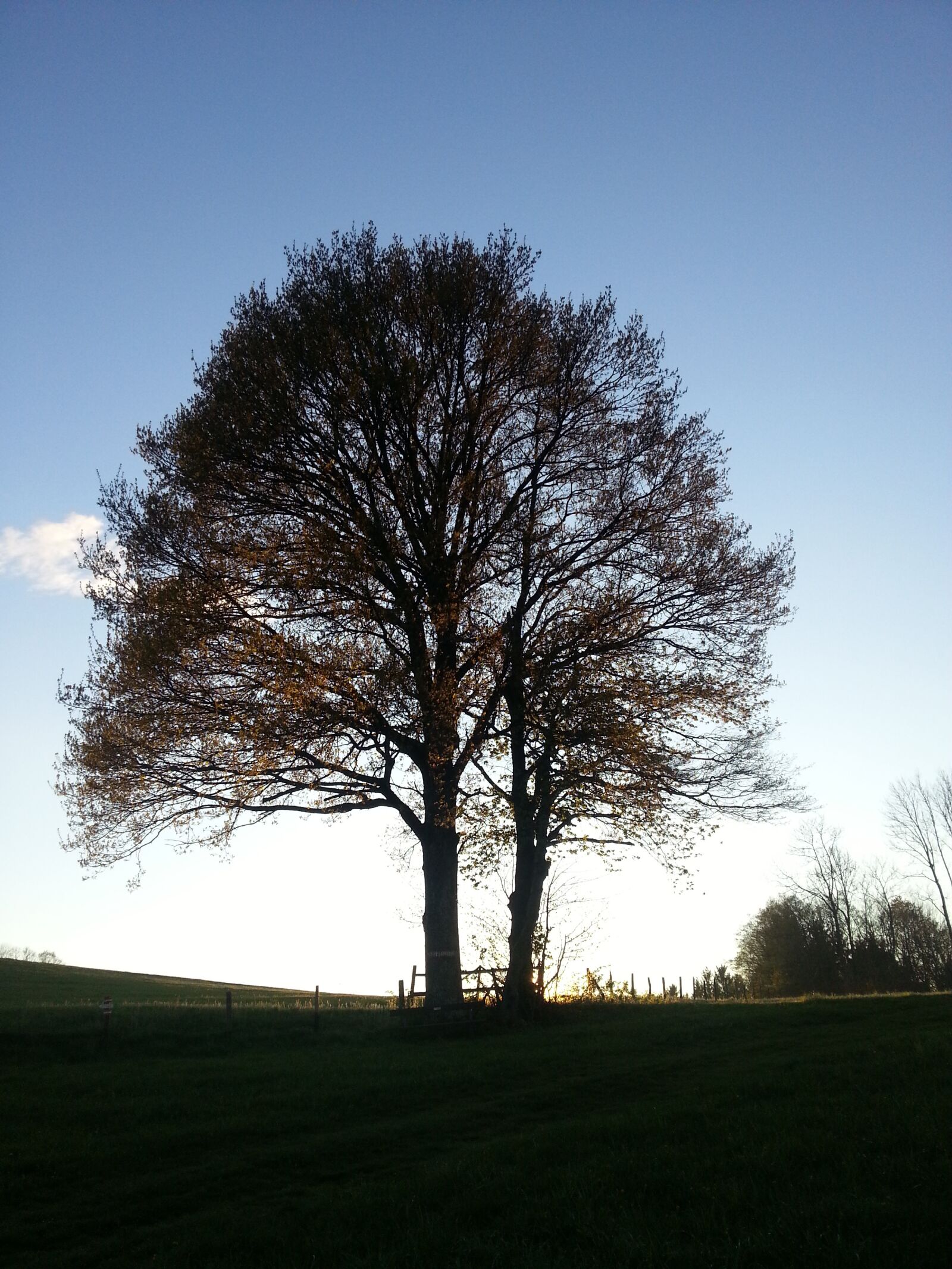 Samsung Galaxy S3 sample photo. Tree, sky, autumn photography