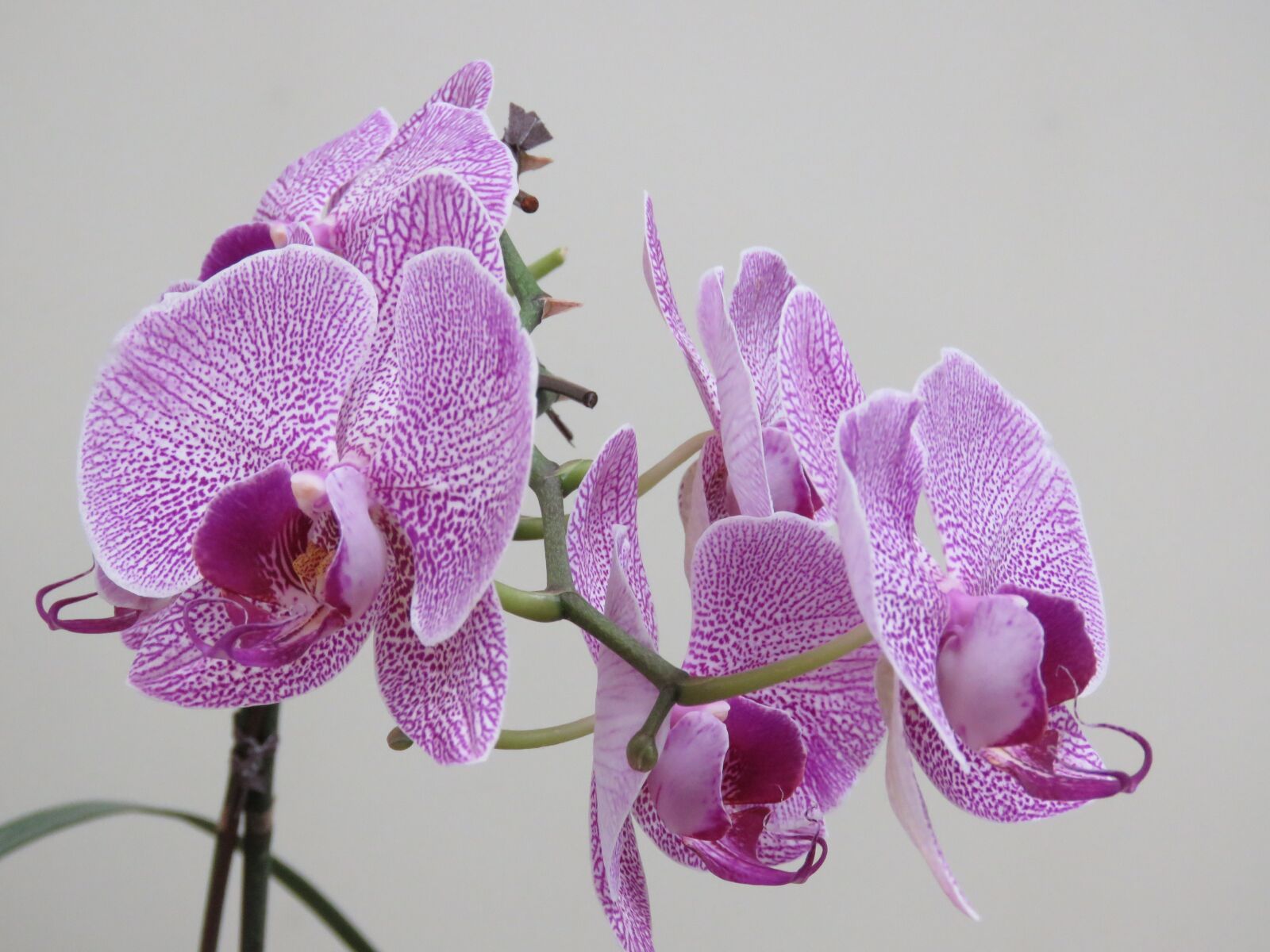 Canon PowerShot SX60 HS sample photo. Violet orchid, beautiful orchid photography