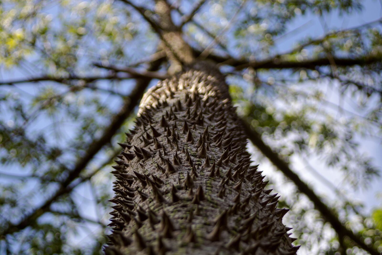 Canon EF 28-80mm f/3.5-5.6 USM sample photo. Tree, peaks, thorns photography