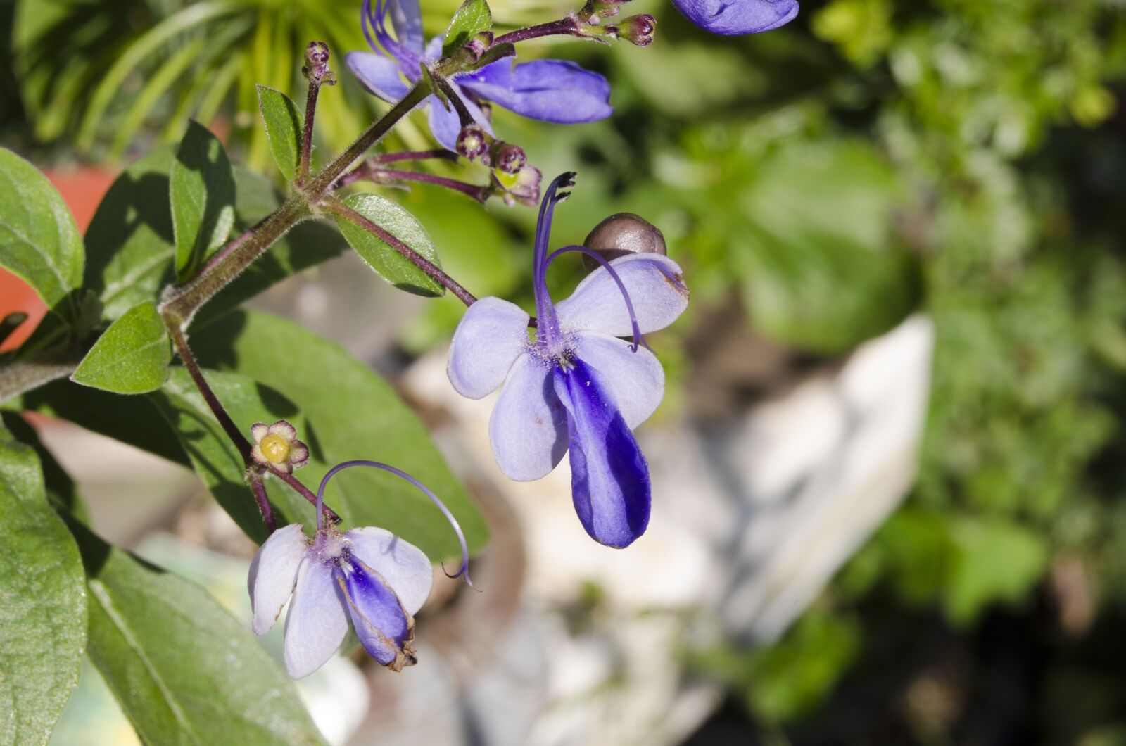 Nikon D5100 sample photo. Flowers, affix, close shot photography