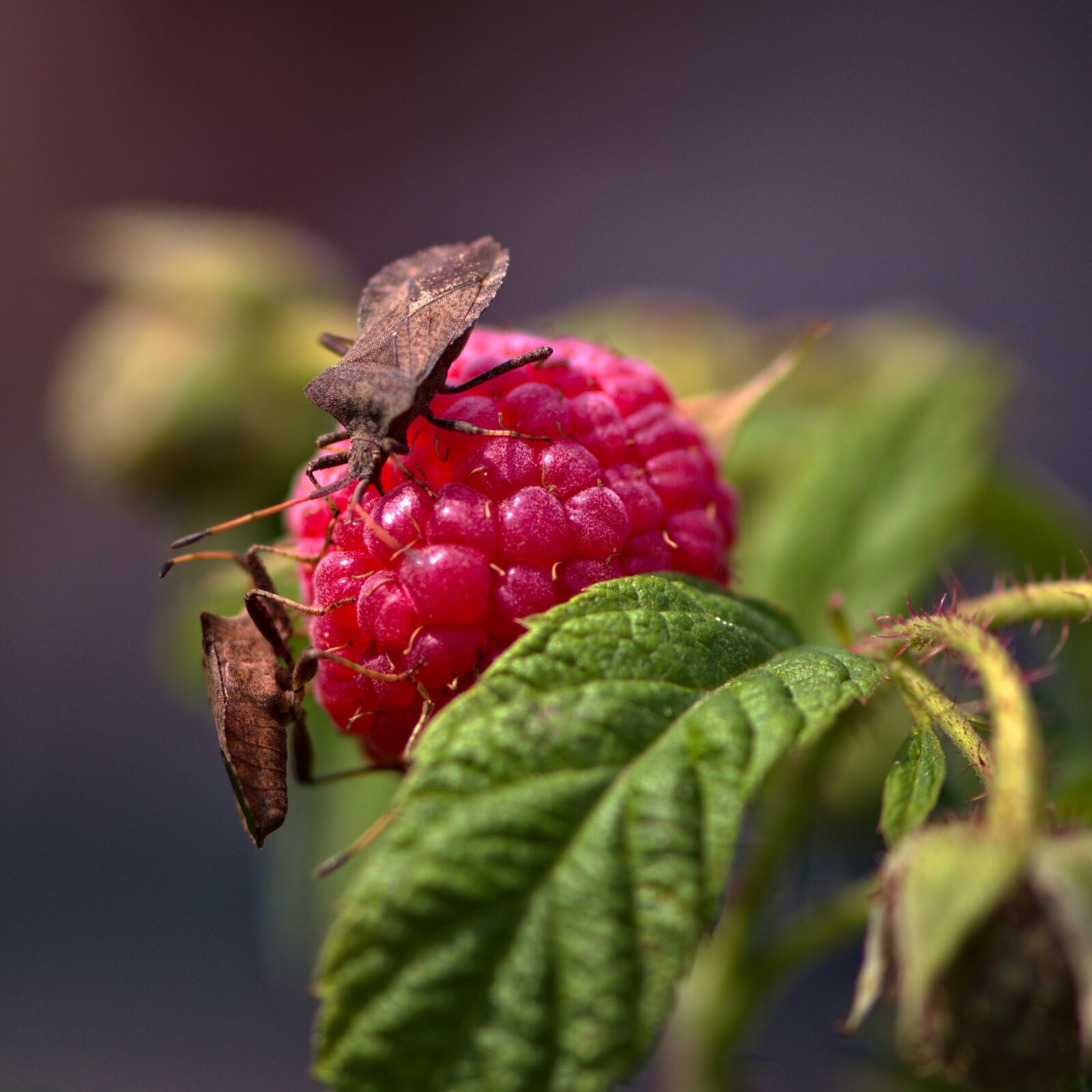 Nikon D5500 sample photo. Nature, raspberry, bugs photography