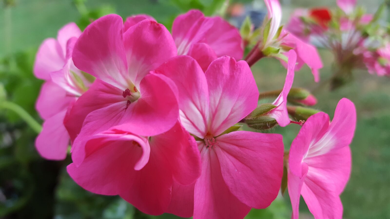 Samsung GALAXY S6 edge sample photo. Flowers, pink nutmeg, without photography