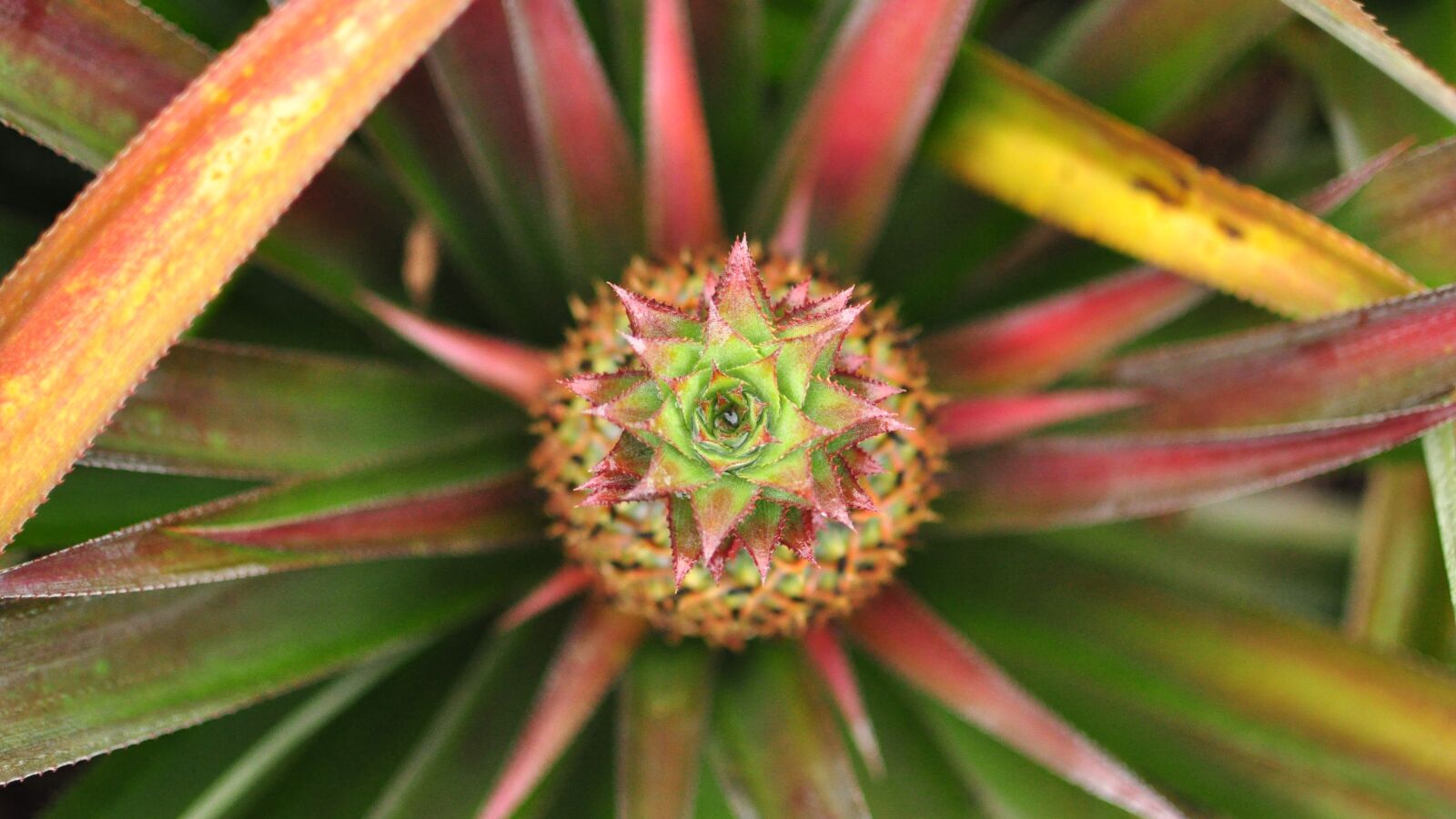 Nikon D90 sample photo. Pineapple, fruit, food photography