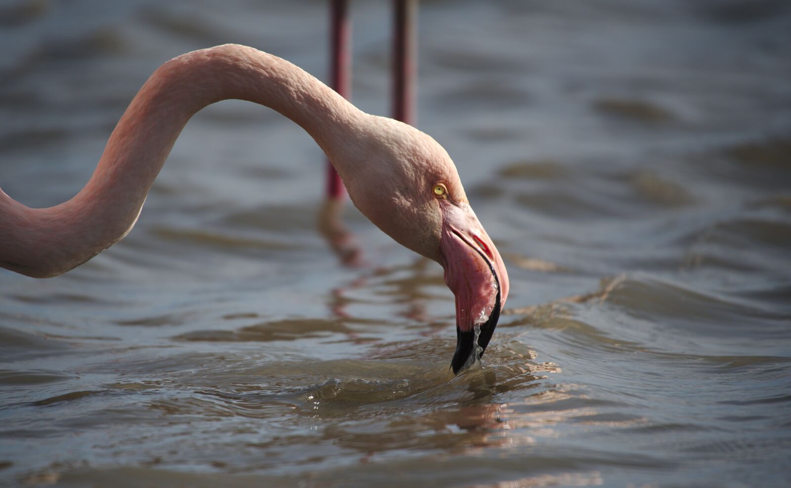 Nikon D750 sample photo. Flamingo, pink, camargue photography