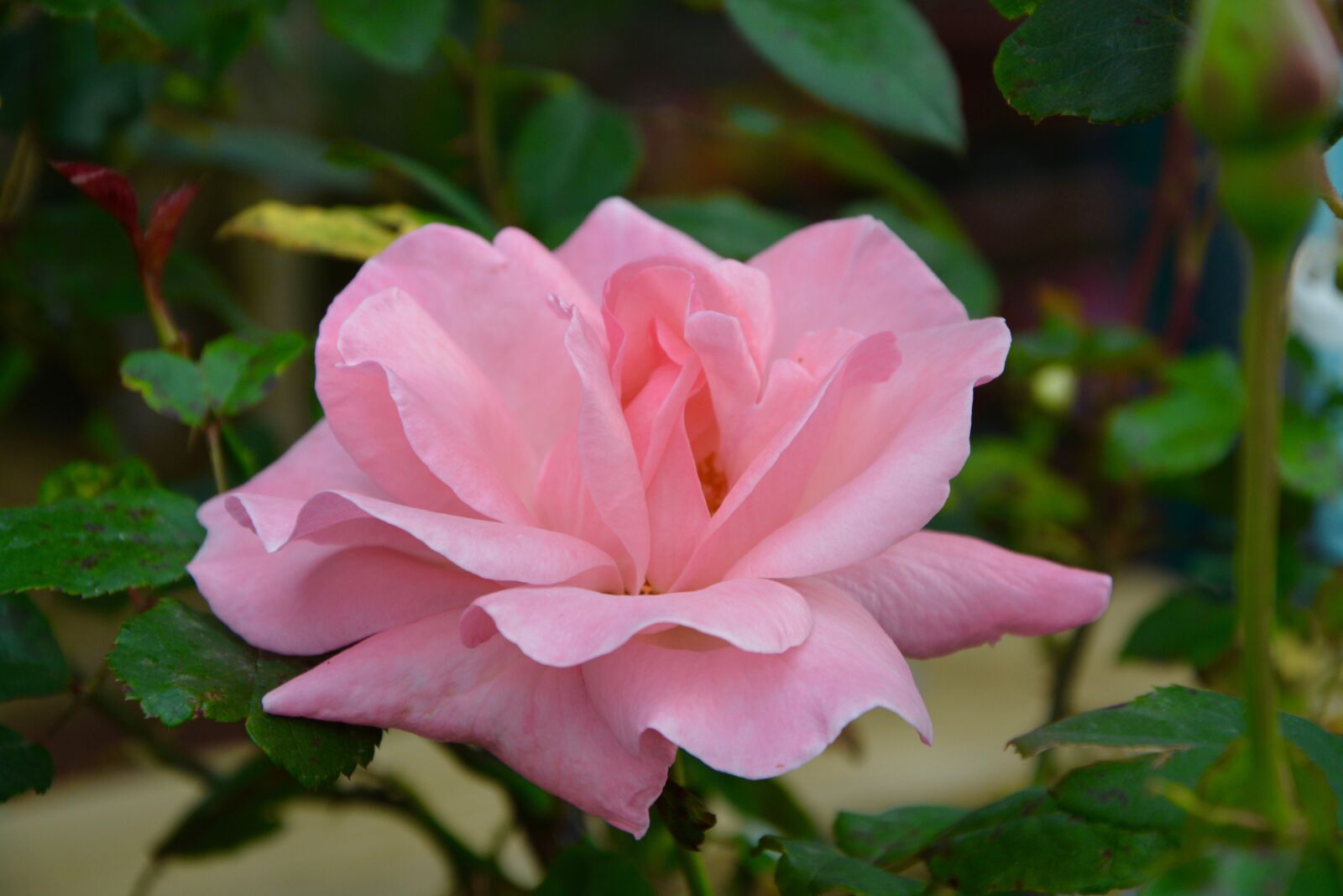 Nikon D5200 sample photo. Pink, blossomed, nature photography