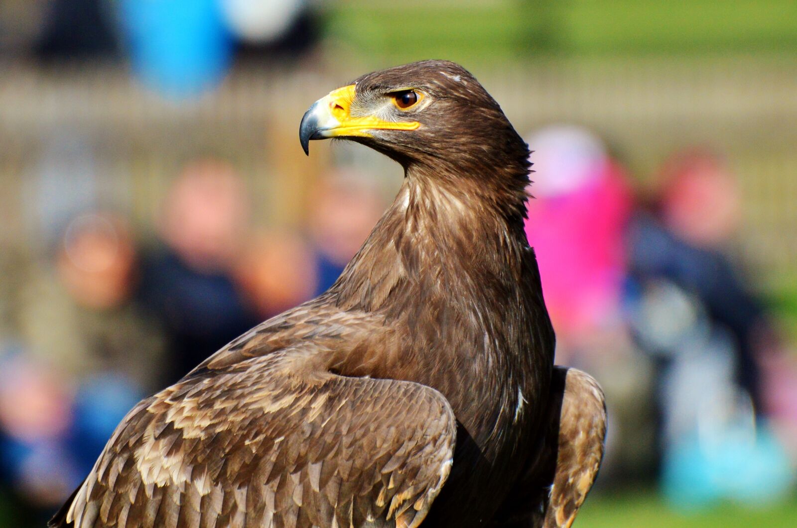 Nikon D3200 sample photo. Adler, bird of prey photography