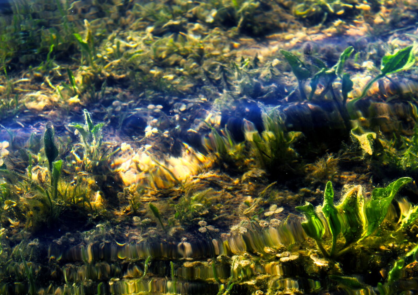 Canon EOS 1200D (EOS Rebel T5 / EOS Kiss X70 / EOS Hi) sample photo. Water, bottom, weed photography