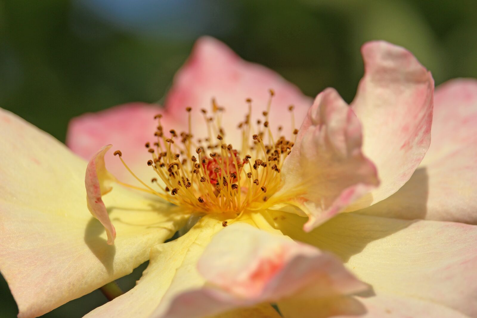 Canon EOS 700D (EOS Rebel T5i / EOS Kiss X7i) + Canon EF-S 55-250mm F4-5.6 IS STM sample photo. Climbing rose, rose, blossom photography