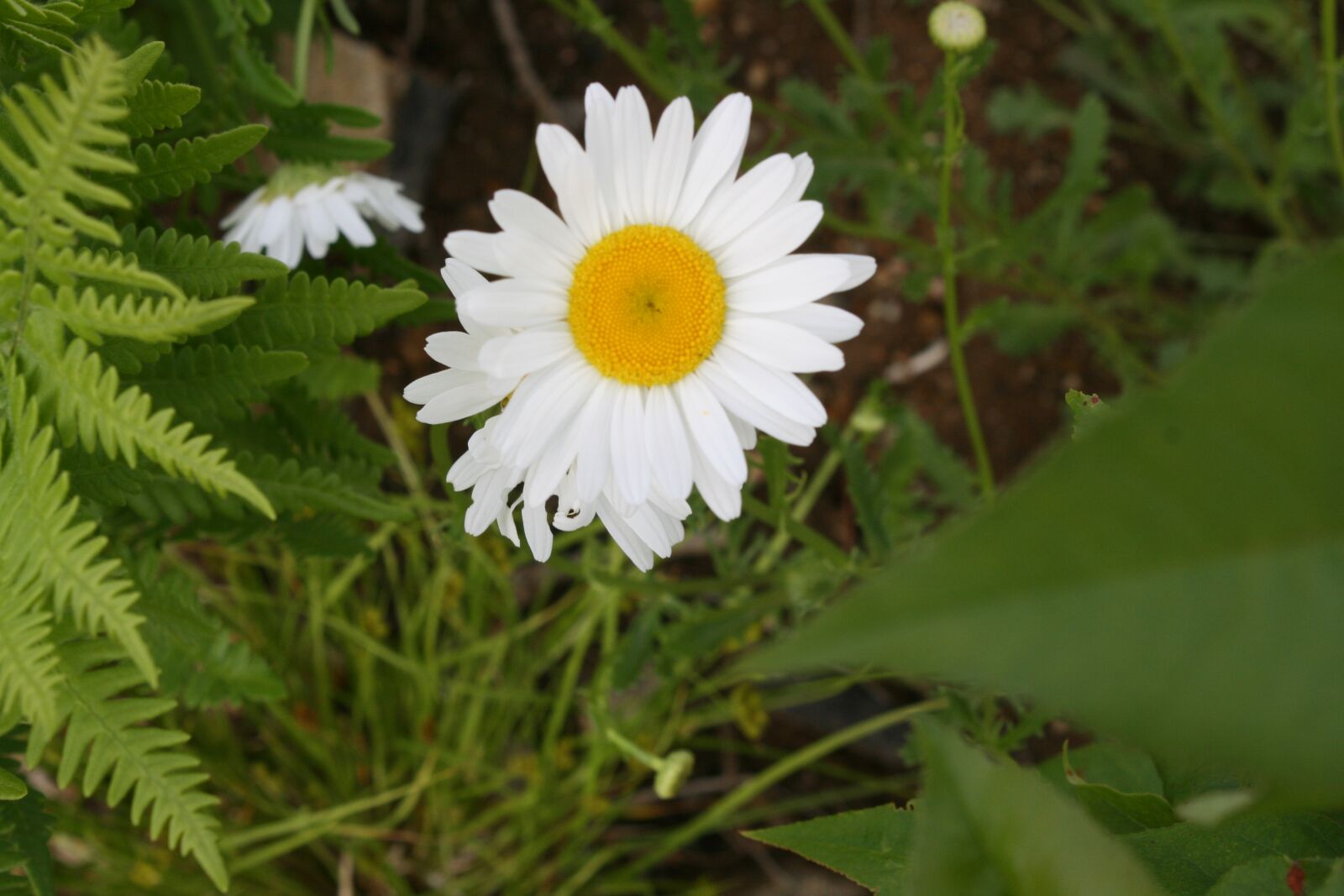 Canon EOS 400D (EOS Digital Rebel XTi / EOS Kiss Digital X) sample photo. White, sunflower, grace photography