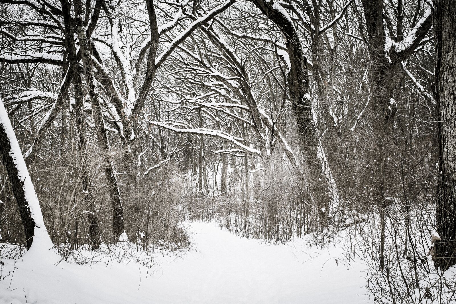 Nikon D7500 sample photo. Winter, snow, tree photography