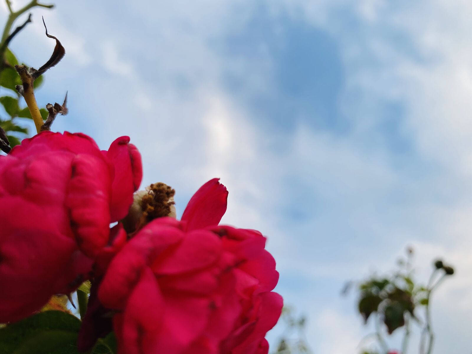 Apple iPhone 11 Pro Max sample photo