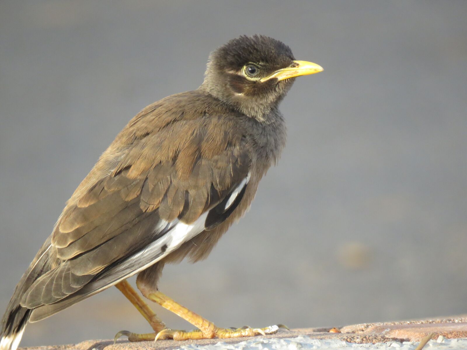 Canon PowerShot SX60 HS sample photo. Common myna, young, dusk photography