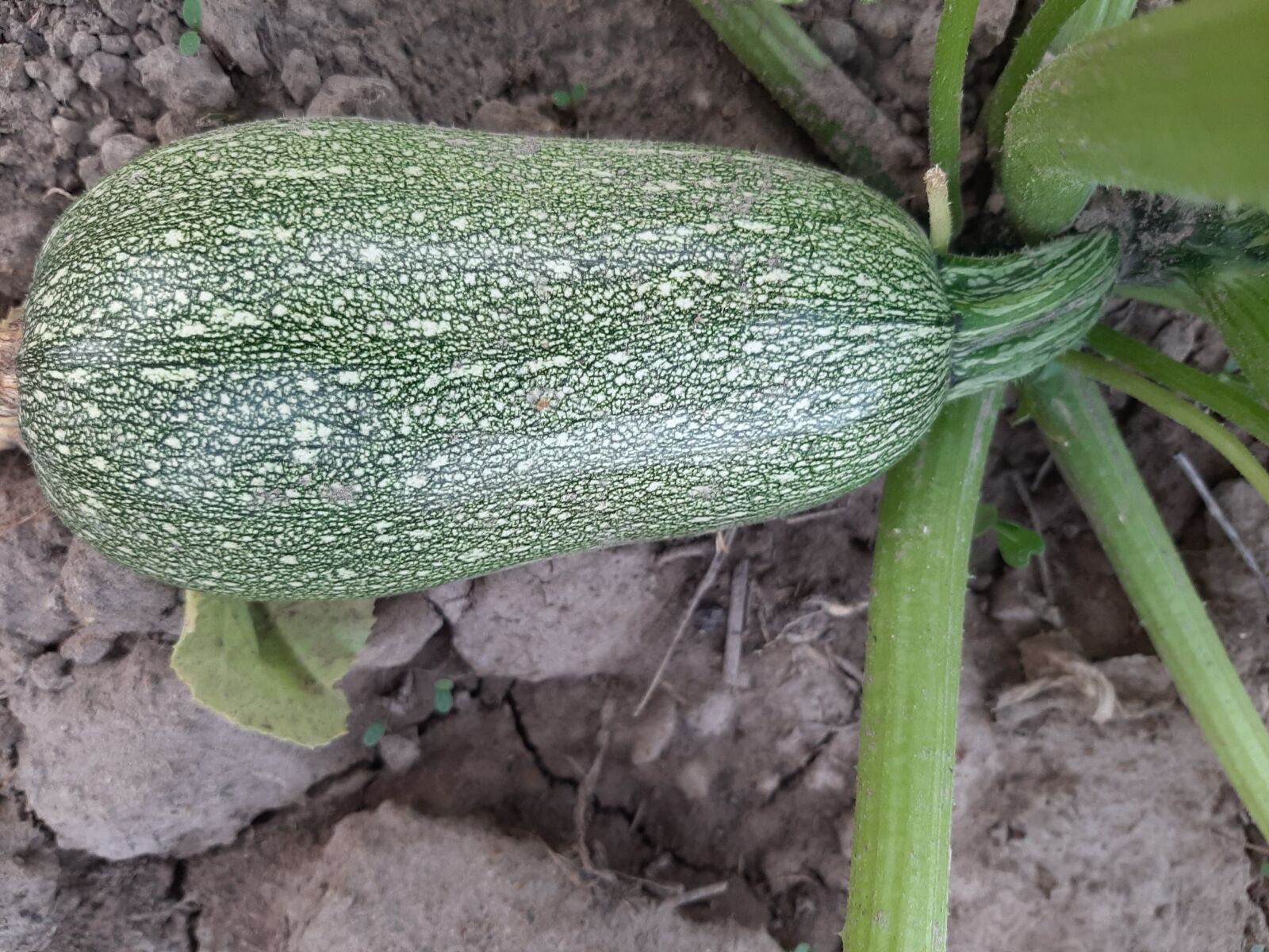 Samsung Galaxy A50 sample photo. Vegetable, food, pumpkin photography