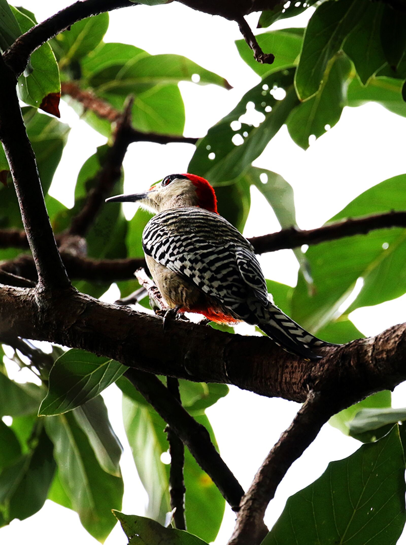 Canon EOS 7D Mark II sample photo. Cuba, bird, woodpecker photography