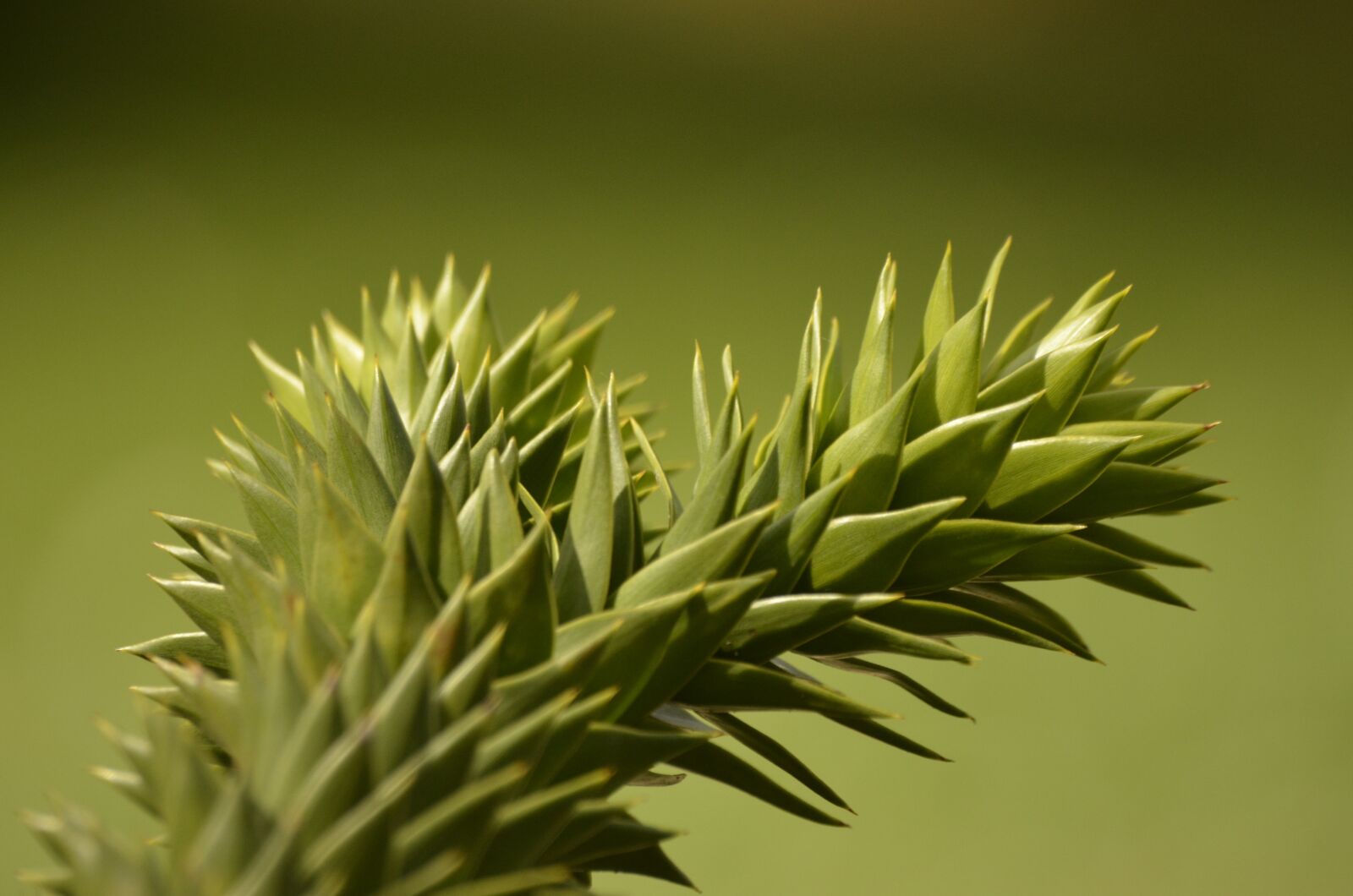 Nikon D5100 sample photo. Nature, tree, macro photography