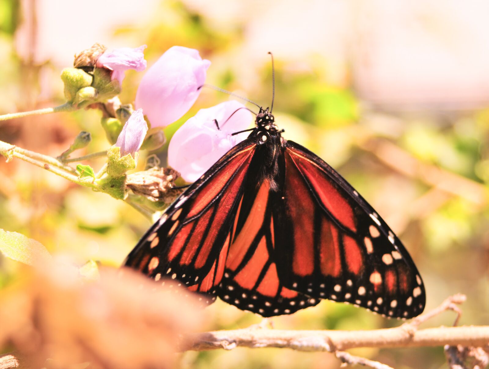Nikon D300 sample photo. Butterfly, monarch, insect photography