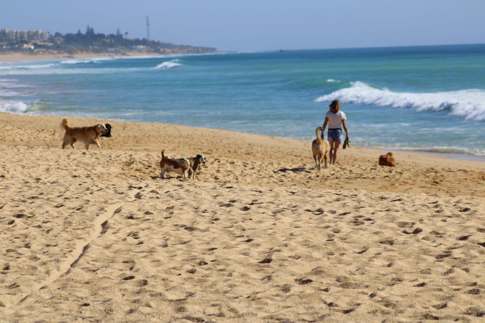 Canon EF75-300mm f/4-5.6 sample photo. Dogs, person, woman photography